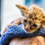 A kitten that looks like Baby Yoda was rescued from a California wildfire