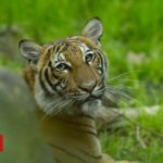 Tiger at Bronx Zoo tests positive for Covid-19